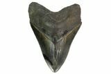 Serrated, Fossil Megalodon Tooth - Georgia #145456-1